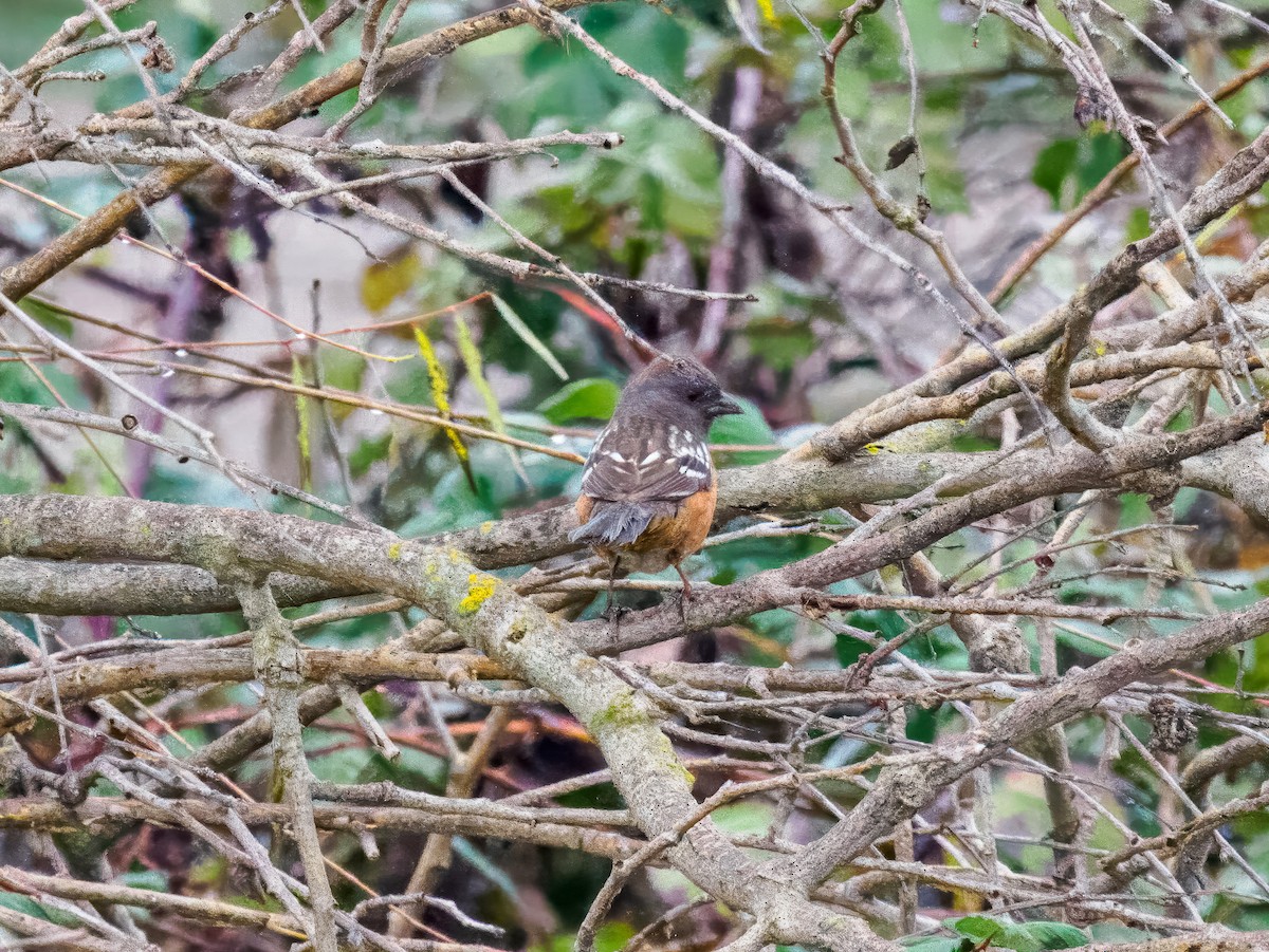 Spotted Towhee - ML647185215