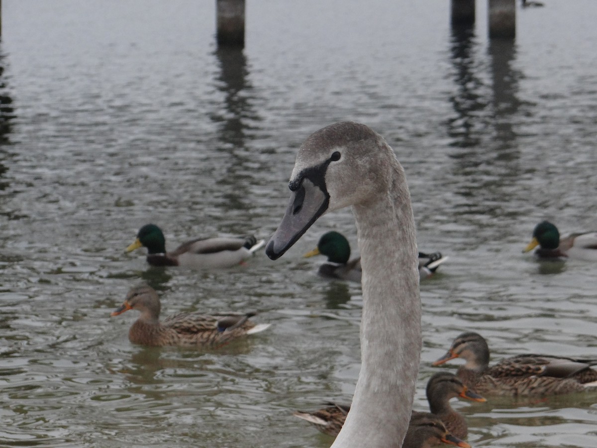 Beltxarga arrunta - ML647185216