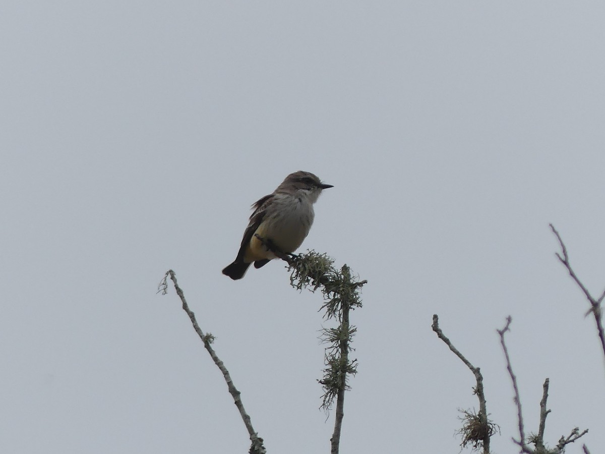 Vermilion Flycatcher - ML647185217
