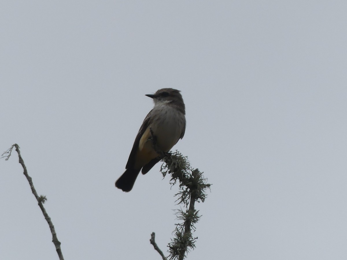 Vermilion Flycatcher - ML647185218