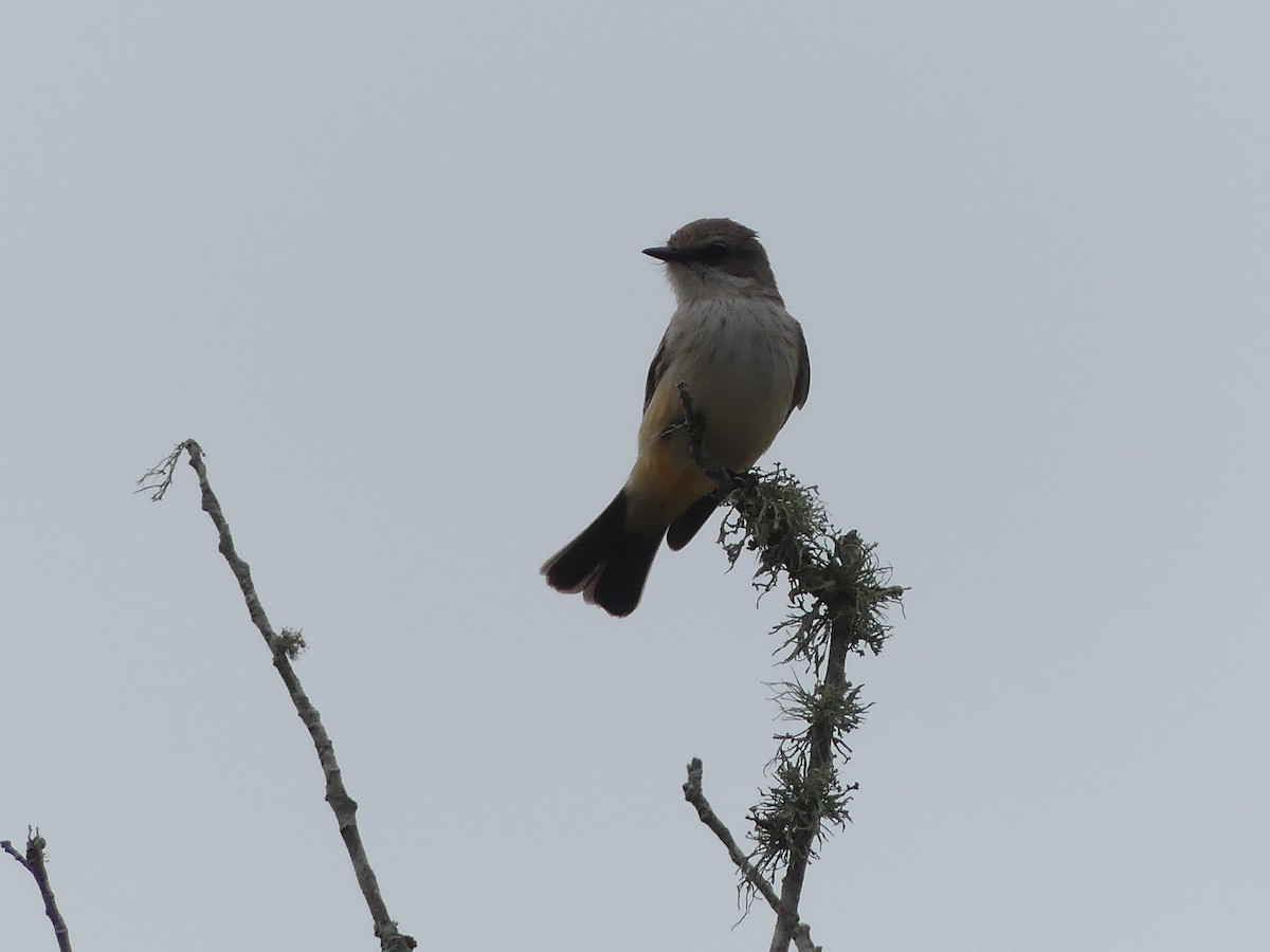 Vermilion Flycatcher - ML647185220