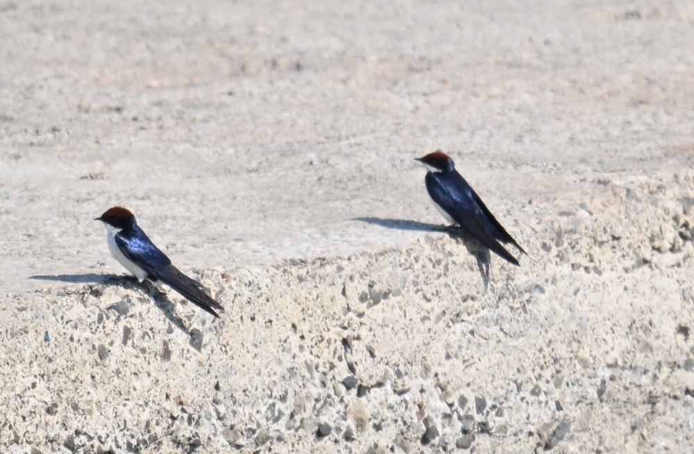 Wire-tailed Swallow - ML647185221