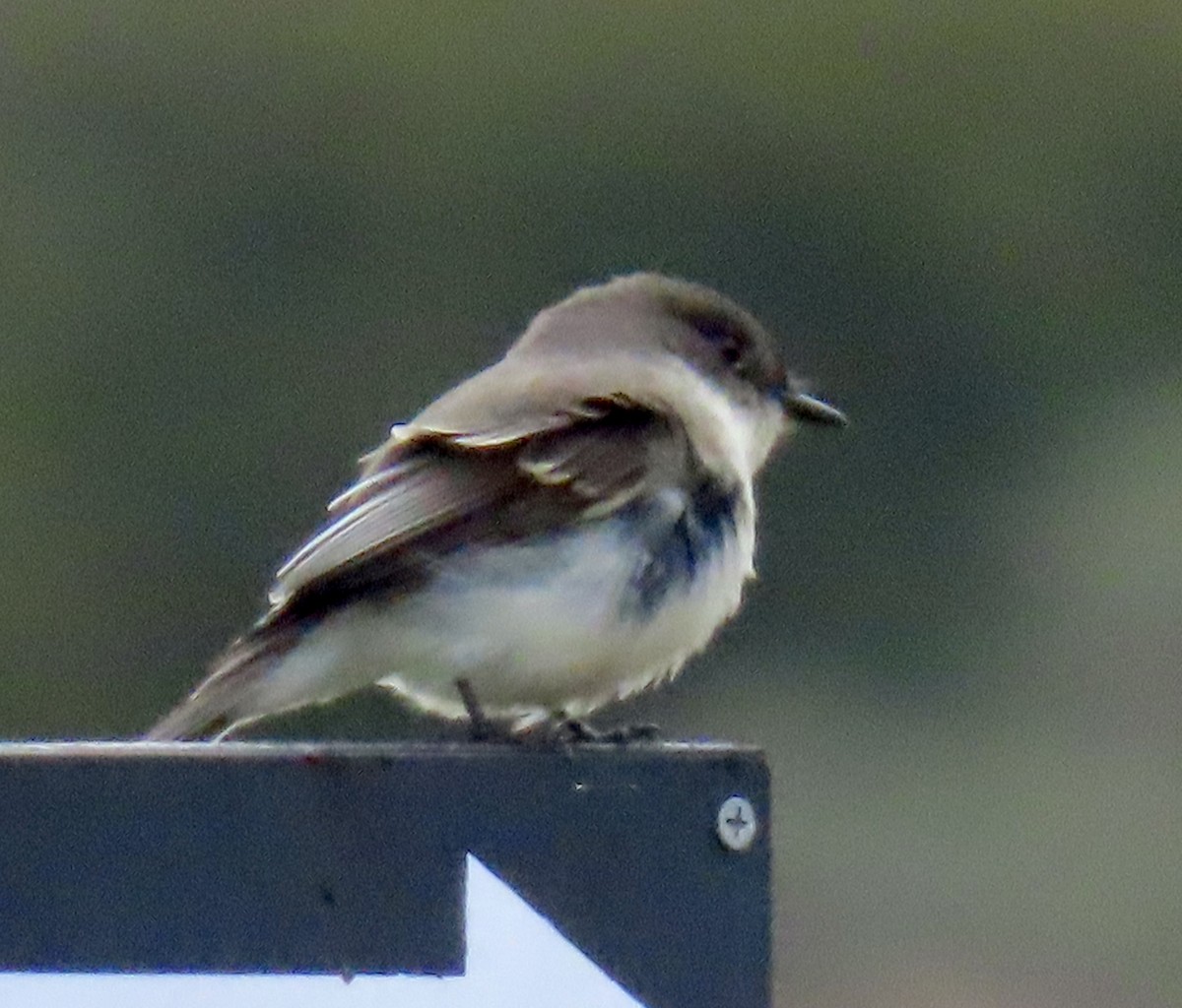 Eastern Phoebe - ML647185222