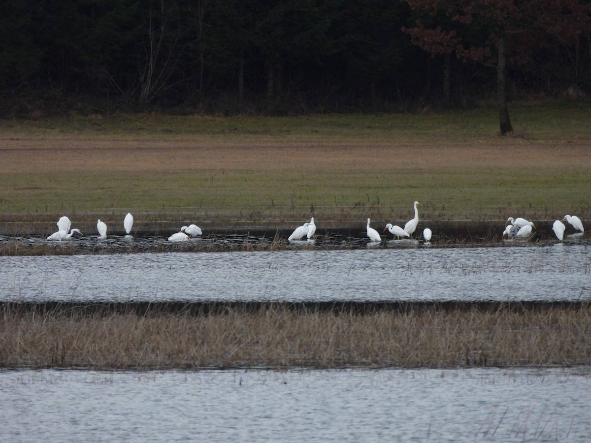 Koartza zuria - ML647185226