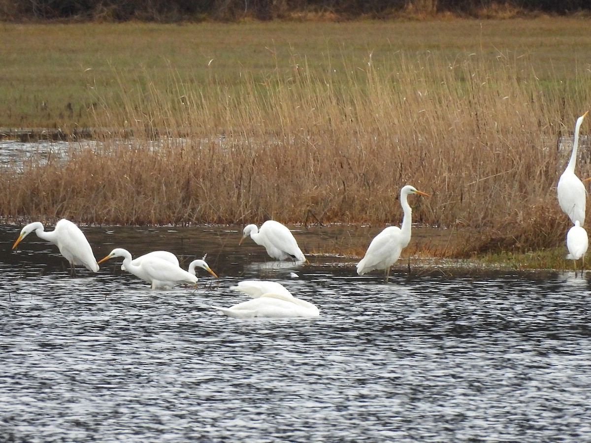 Koartza zuria - ML647185227