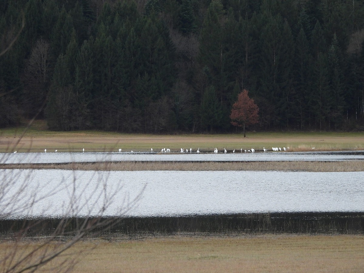 Koartza zuria - ML647185228