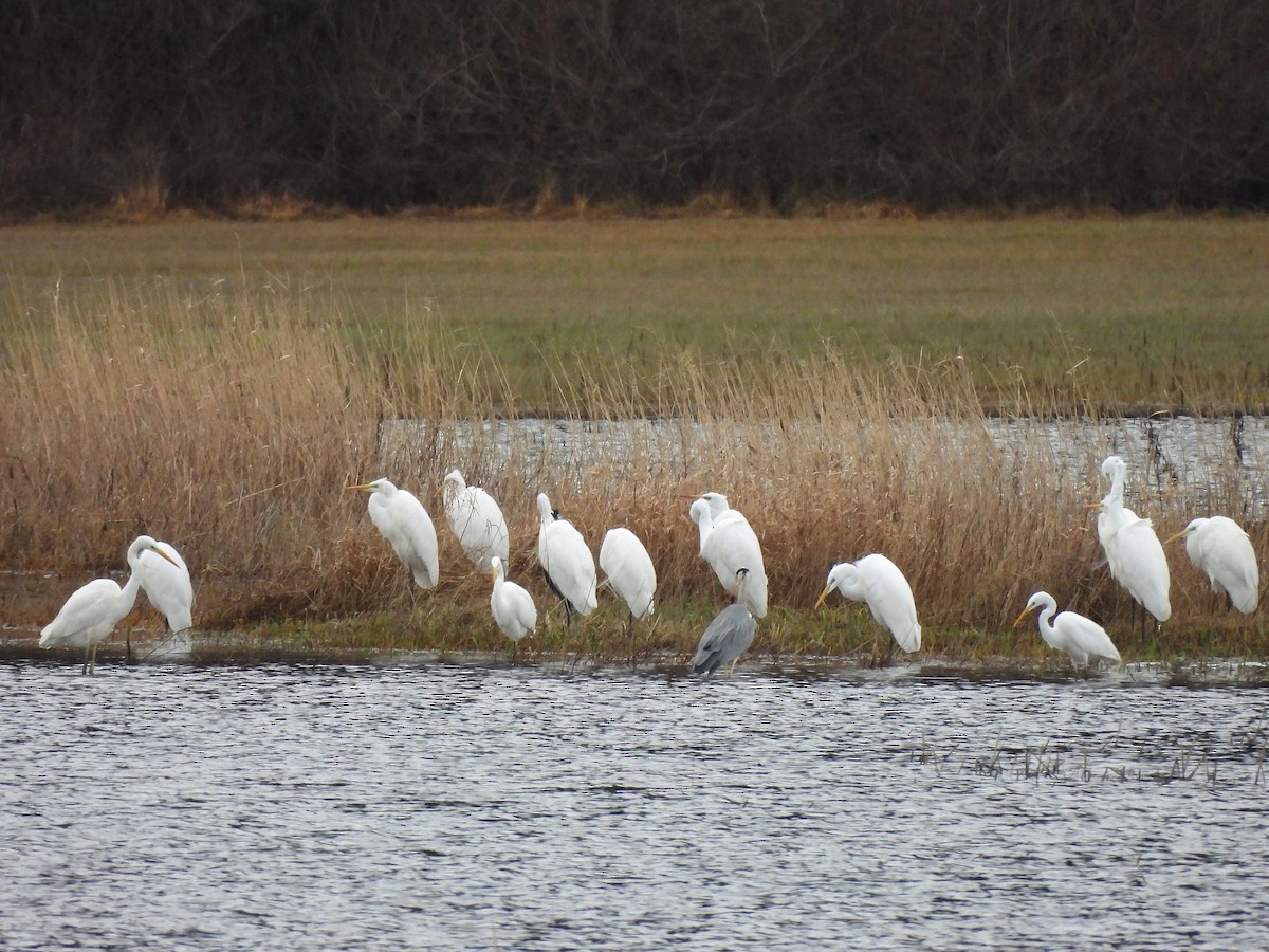 Koartza zuria - ML647185229