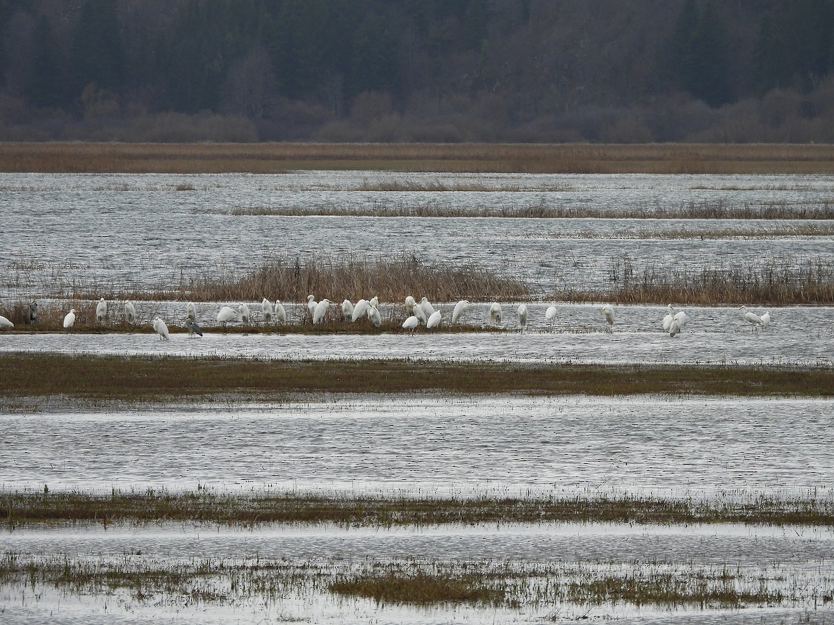 Koartza zuria - ML647185230