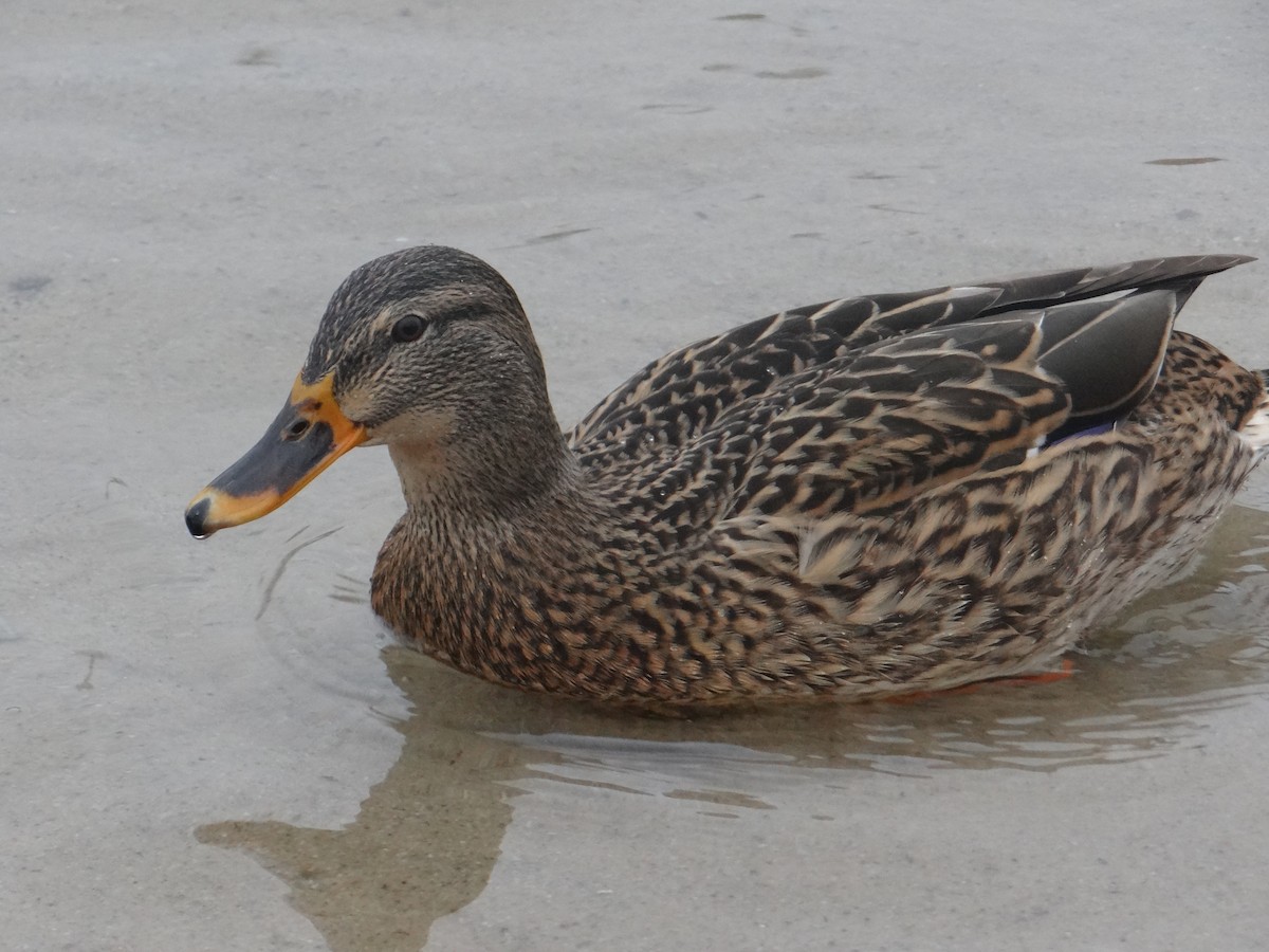 Basahatea - ML647185231