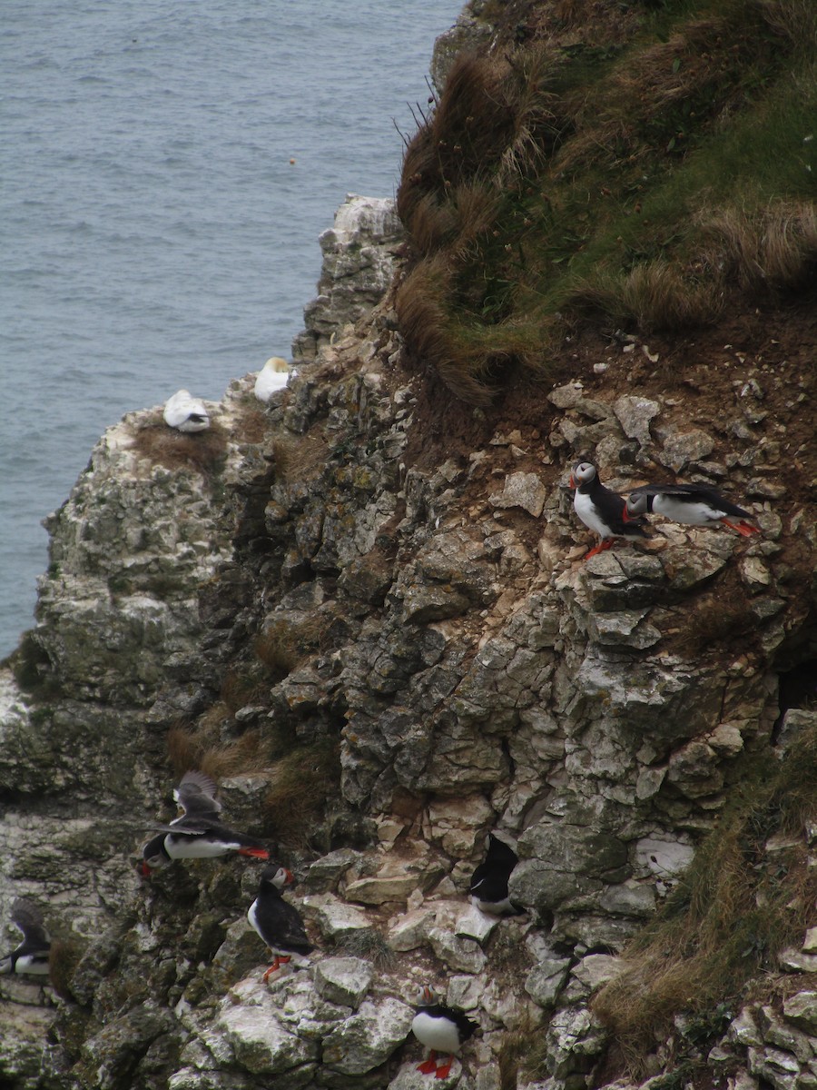 Lanperna-musu atlantikoa - ML647185232