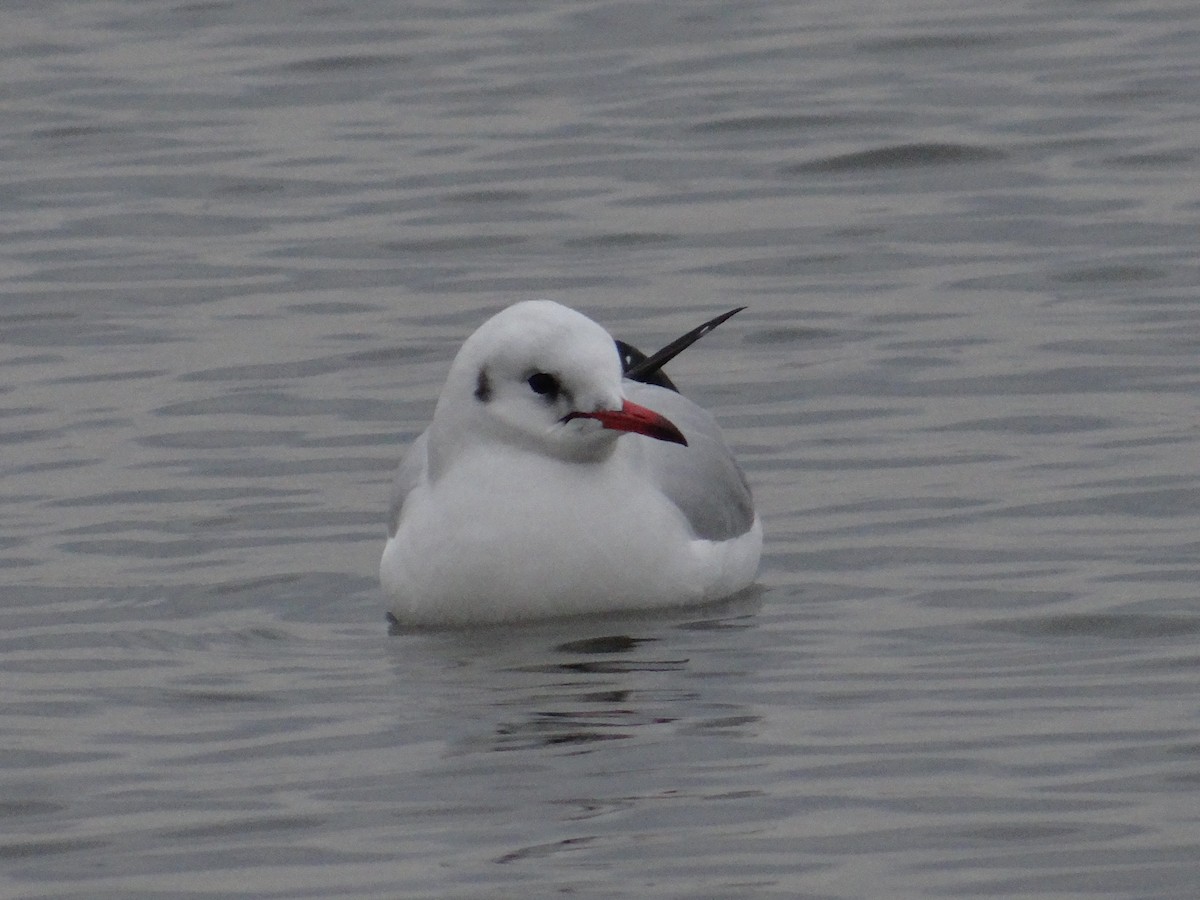 Antxeta mokogorria - ML647185236