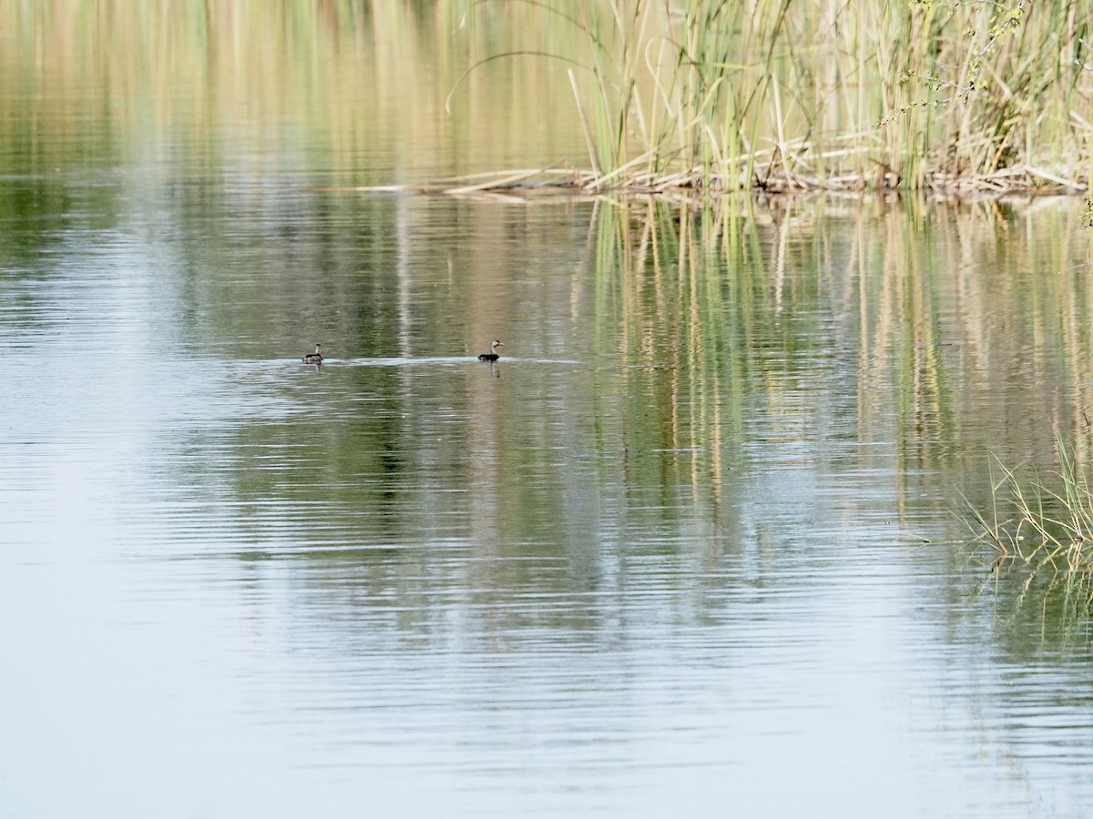 Txilinporta beltza - ML647185244