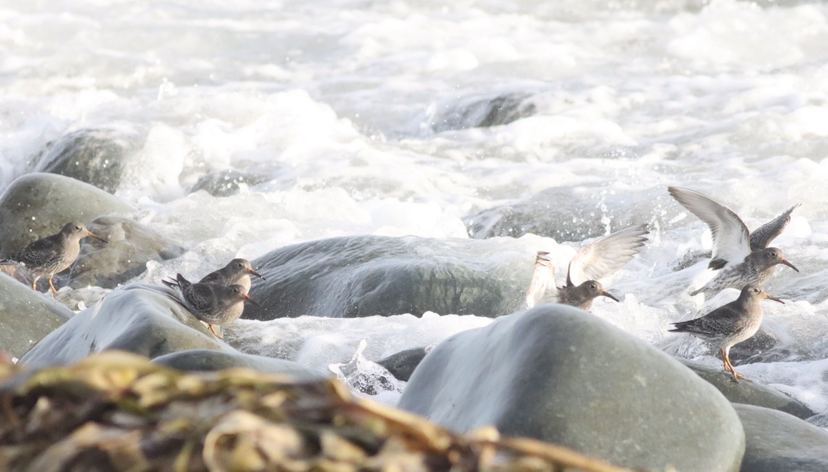 Txirri iluna - ML647185245