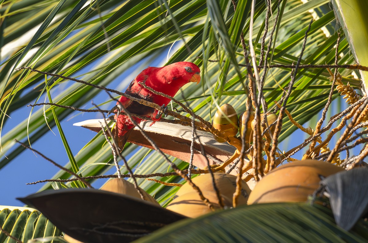 Violet-necked Lory - ML647185246