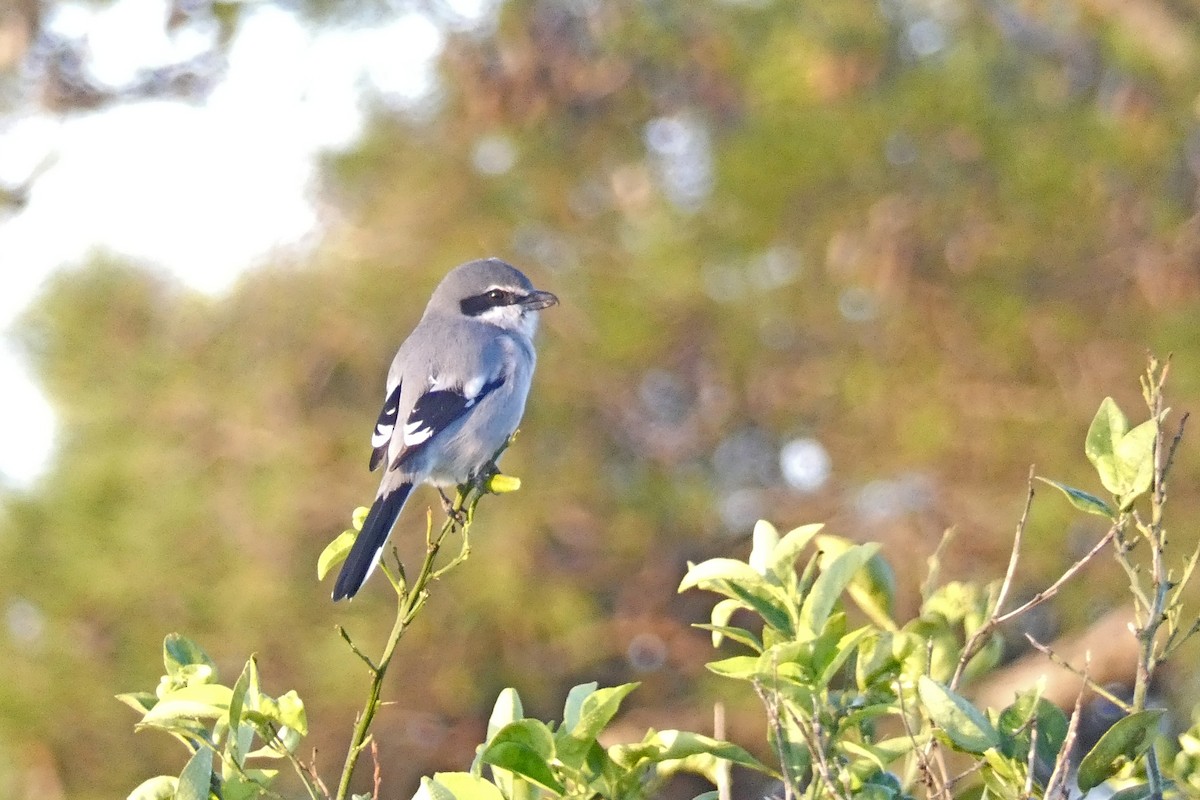 Antzandobi handi iberiarra - ML647185247