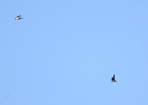 Wire-tailed Swallow - ML647185248