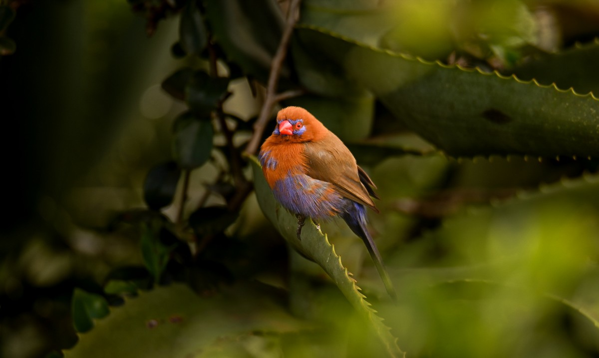 Purple Grenadier - ML647185250