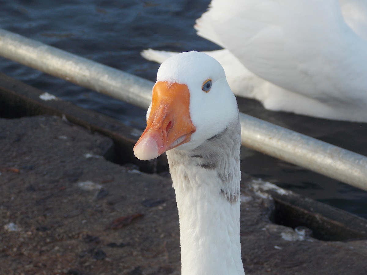 Antzara hankagorrizta (etxekoa) - ML647185252