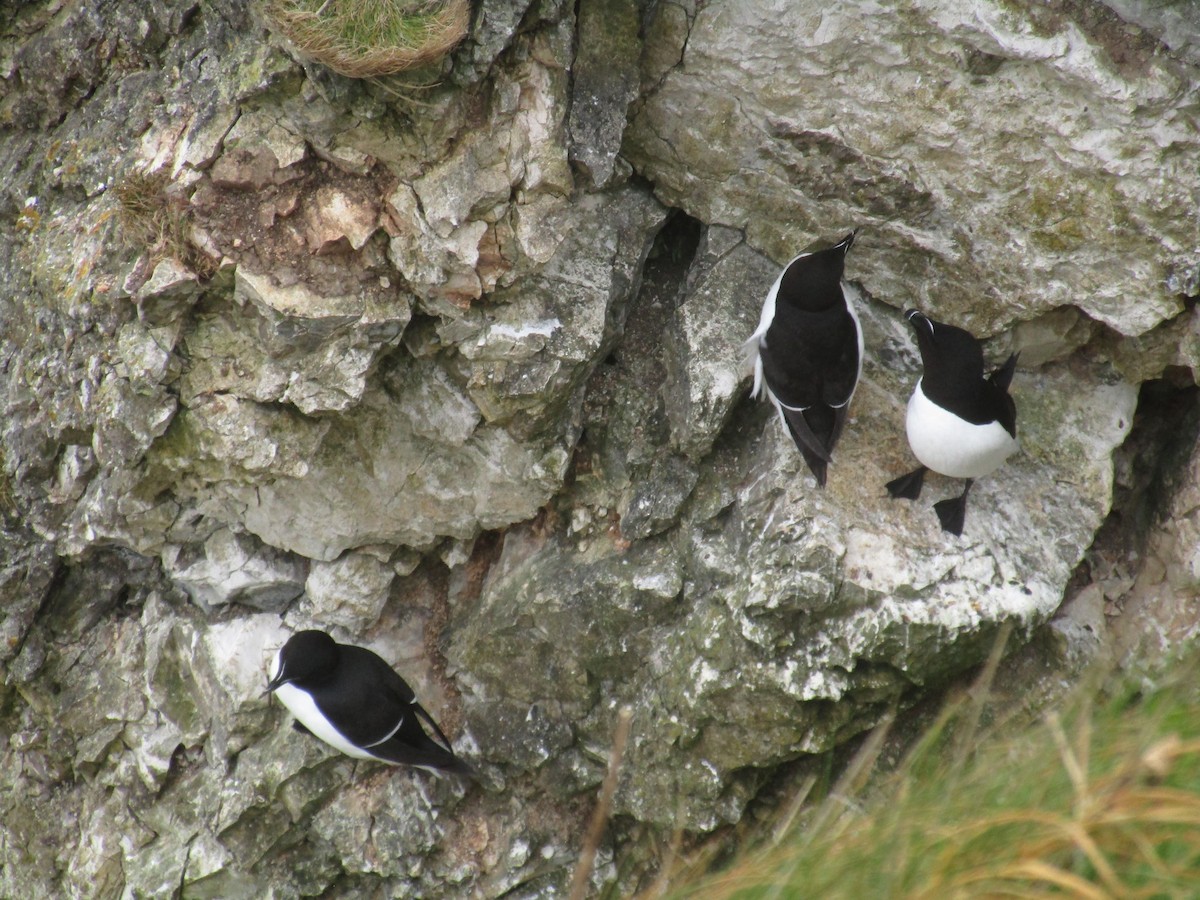 Pottorro arrunta - ML647185253