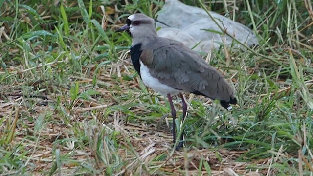 Southern Lapwing - ML647185254