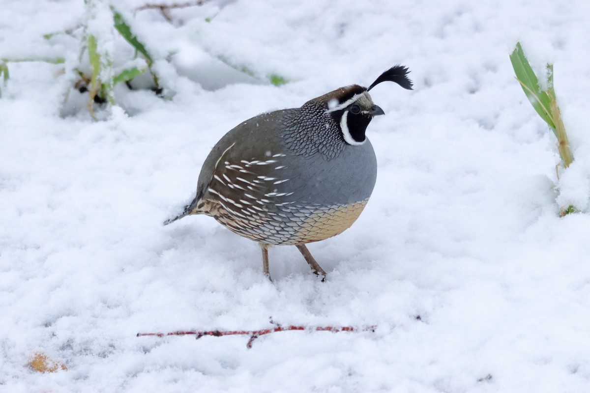 Galeper kaliforniarra - ML647185256