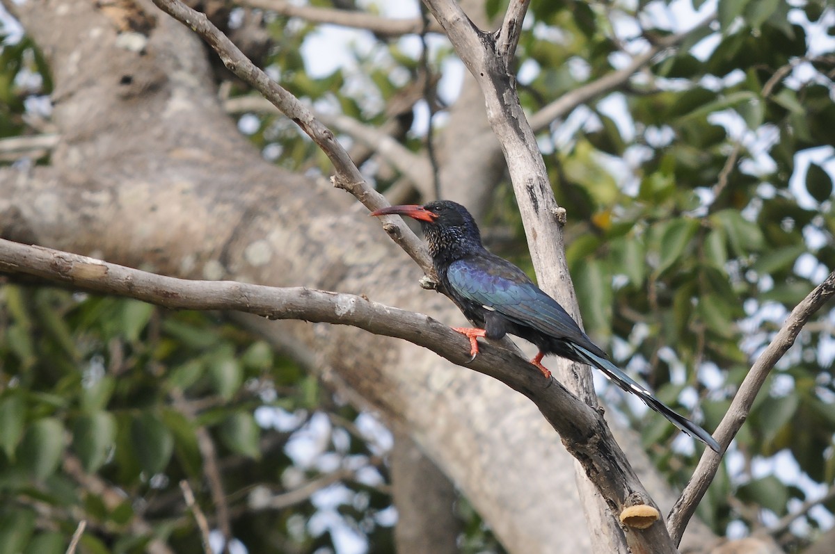 Green Woodhoopoe - ML647185265