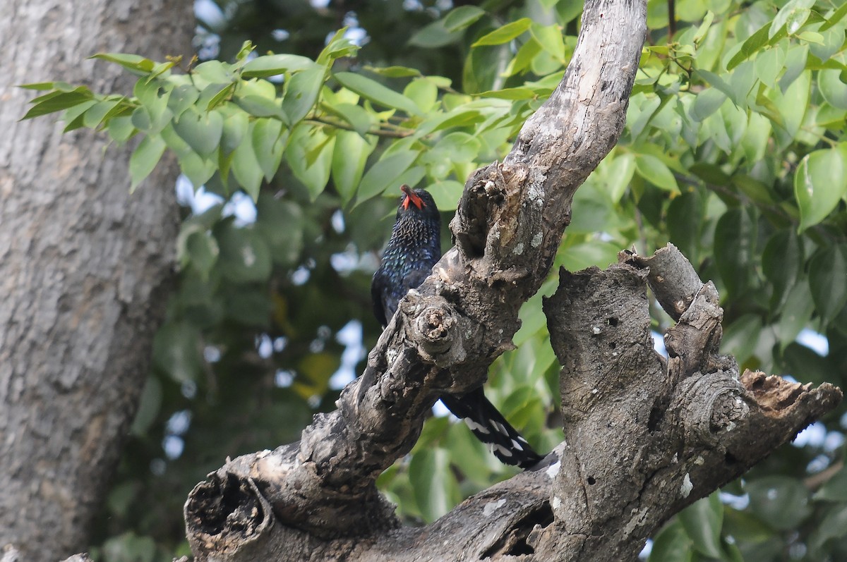 Green Woodhoopoe - ML647185266