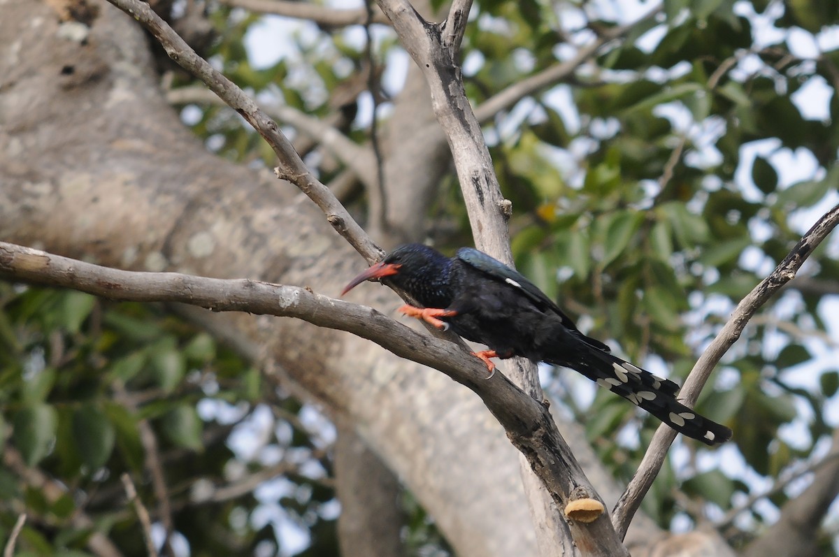Green Woodhoopoe - ML647185267