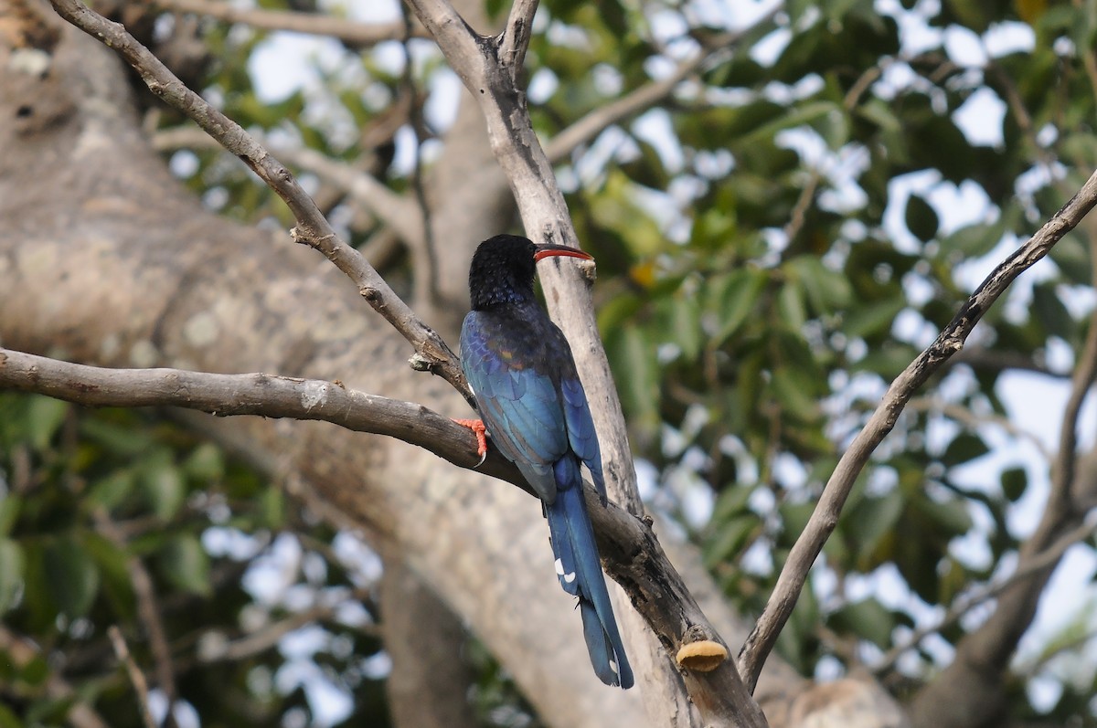 Green Woodhoopoe - ML647185268