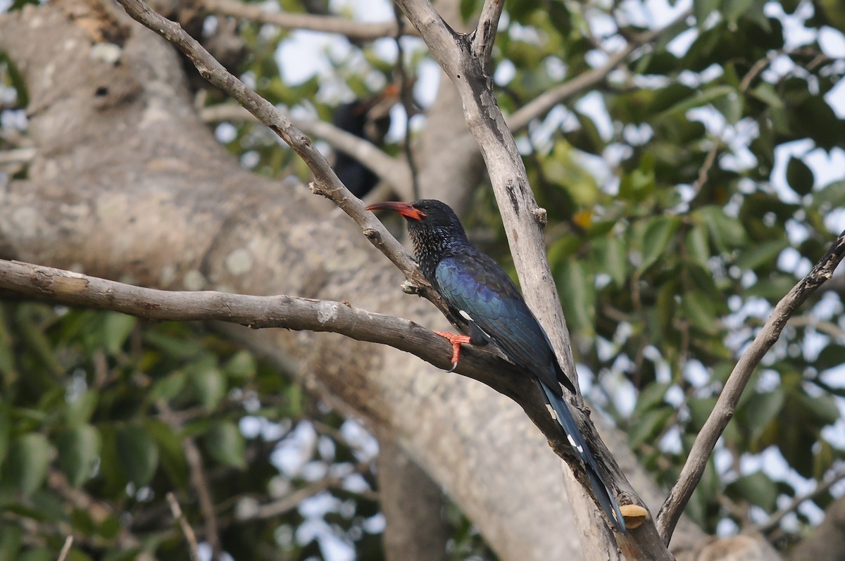 Green Woodhoopoe - ML647185269