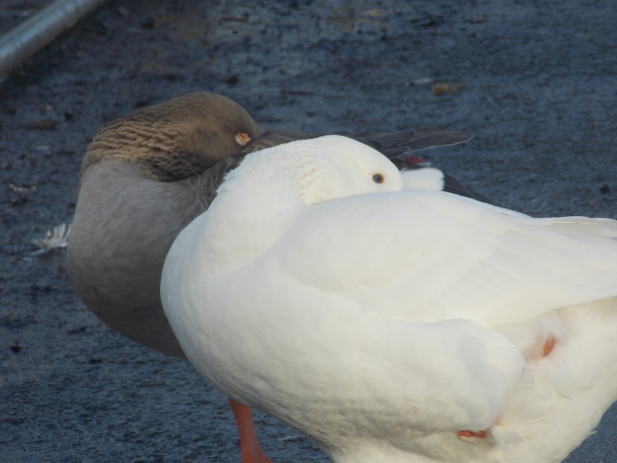 husa velká (domestikovaná) - ML647185271