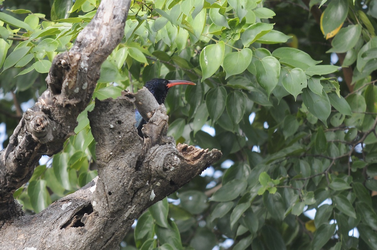 Green Woodhoopoe - ML647185273
