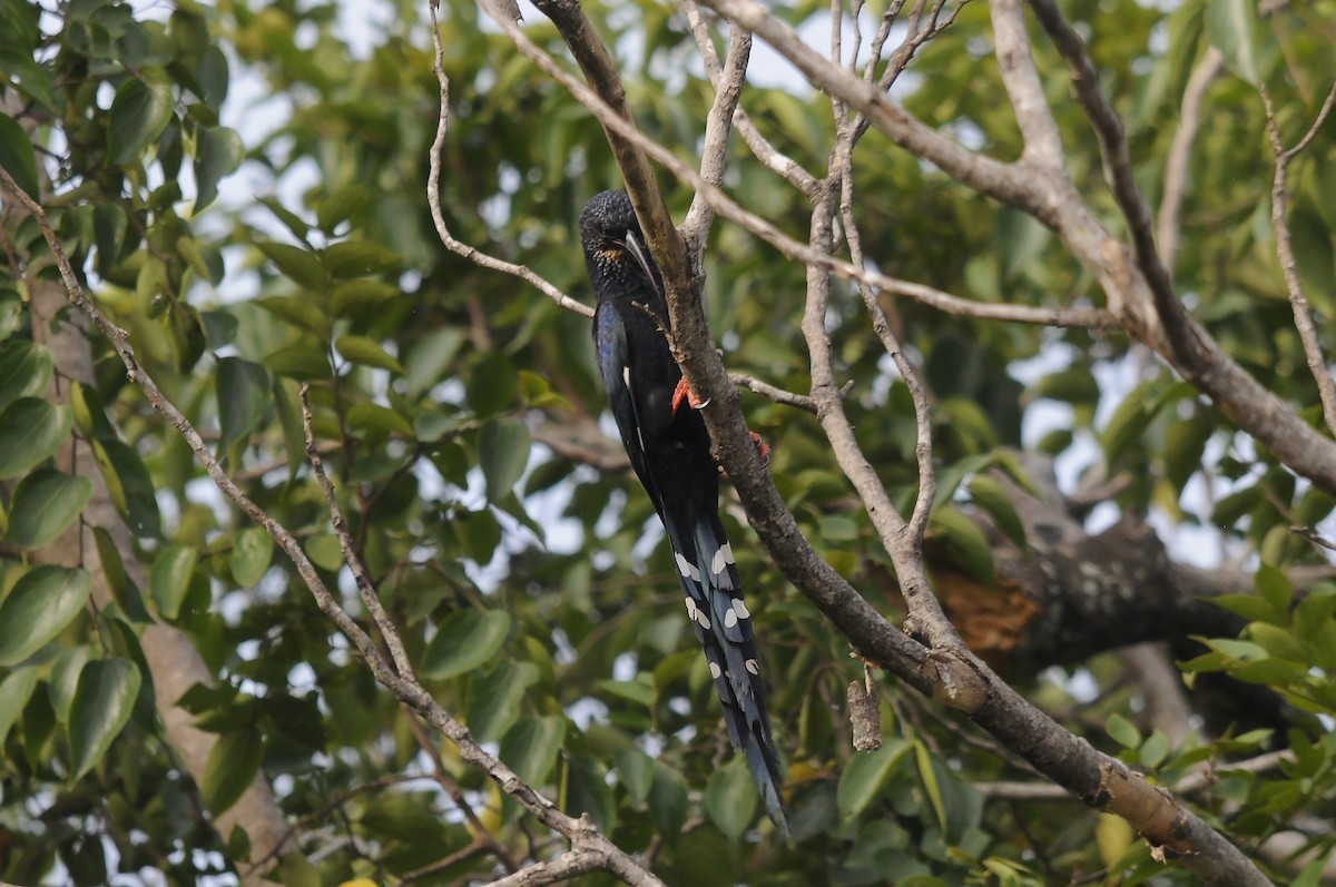 Green Woodhoopoe - ML647185274