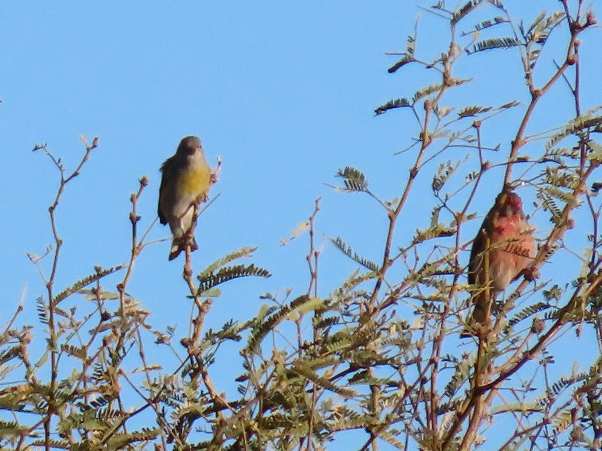 Масковый чиж - ML647185282