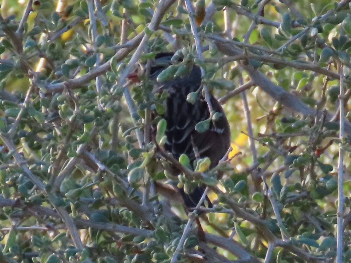 Белобровая овсянка - ML647185290