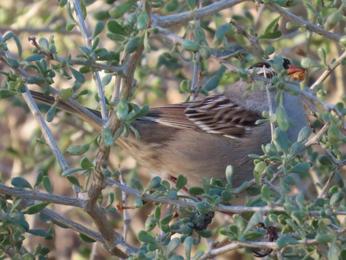 Белобровая овсянка - ML647185291