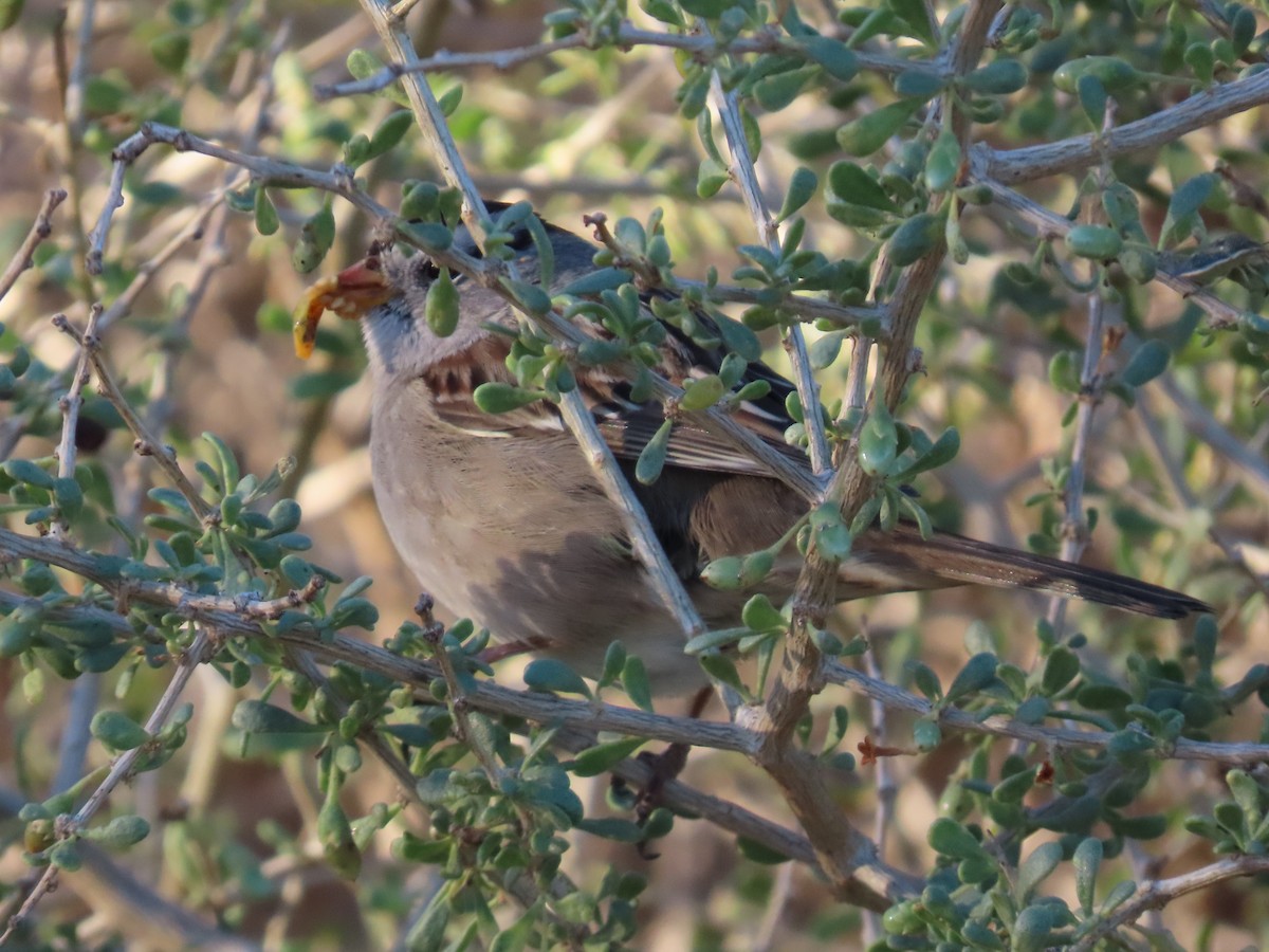Белобровая овсянка - ML647185292