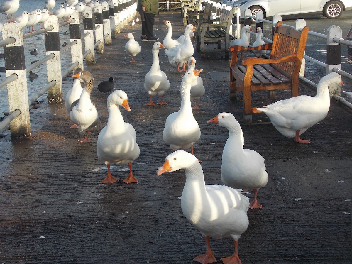 husa velká (domestikovaná) - ML647185304