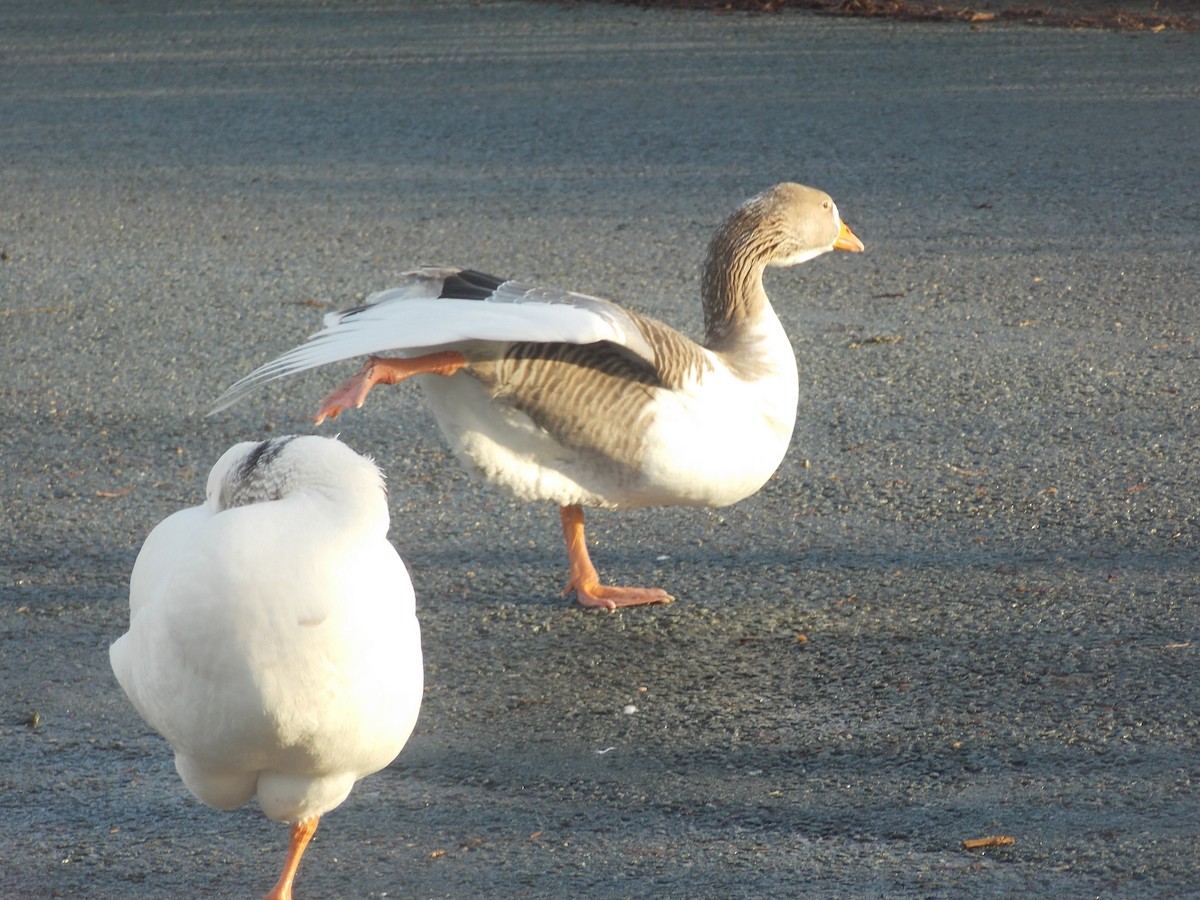 husa velká (domestikovaná) - ML647185326