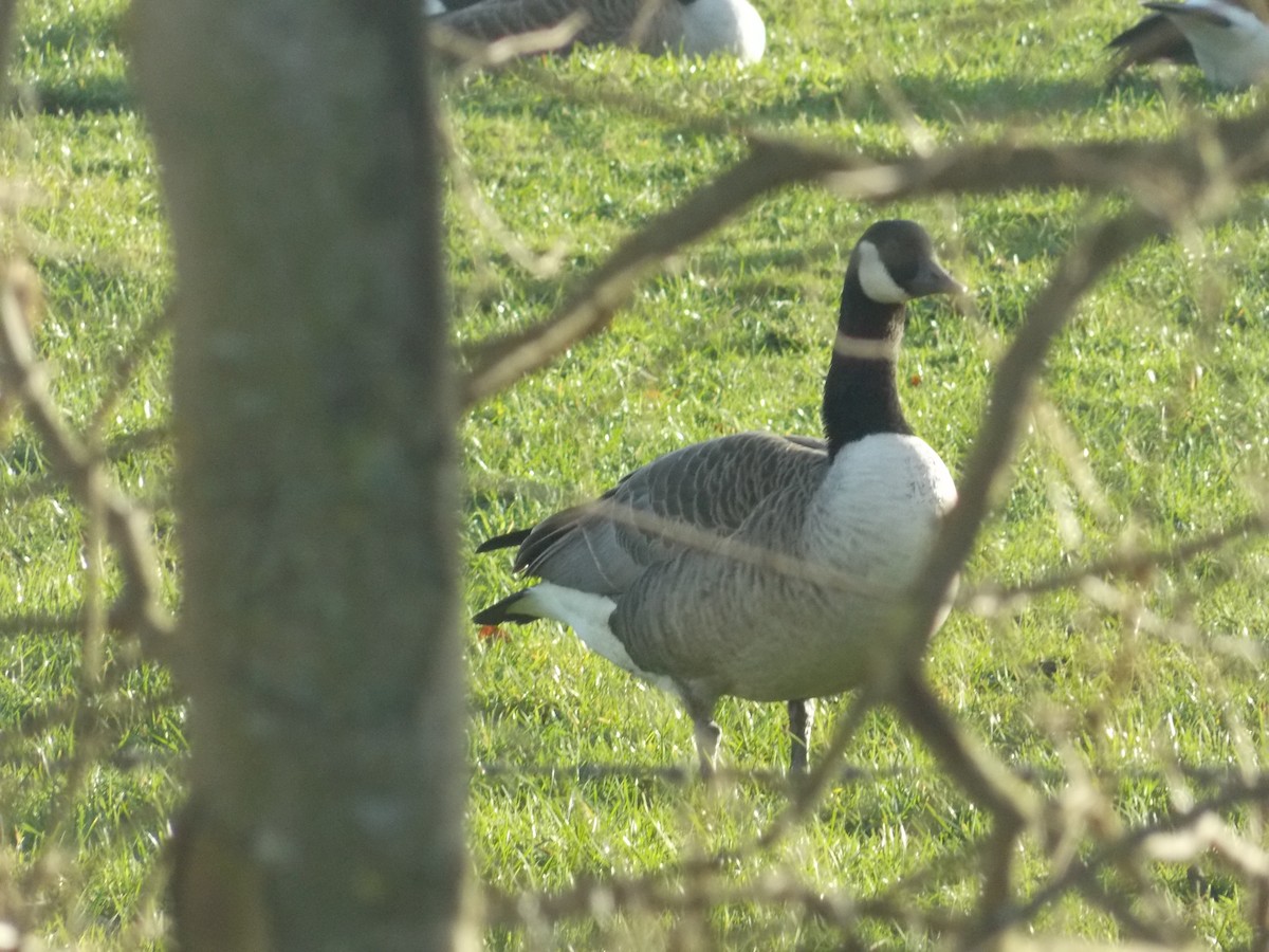 berneška velká - ML647185363