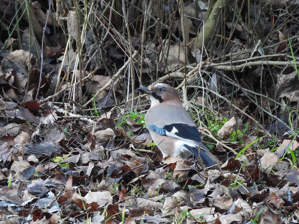 Eurasian Jay - ML647185364