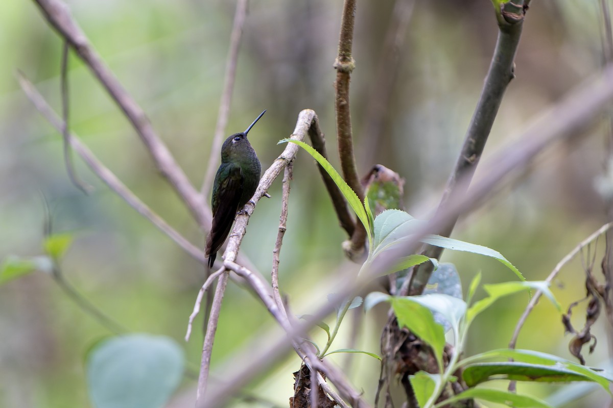 Calzadito Verdoso Sureño - ML647185365