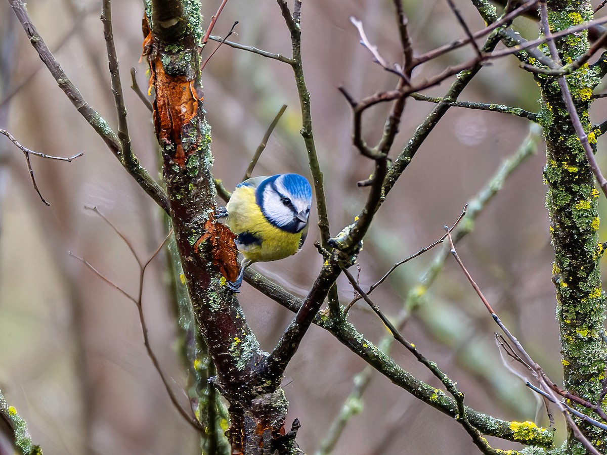 sýkora modřinka - ML647185372