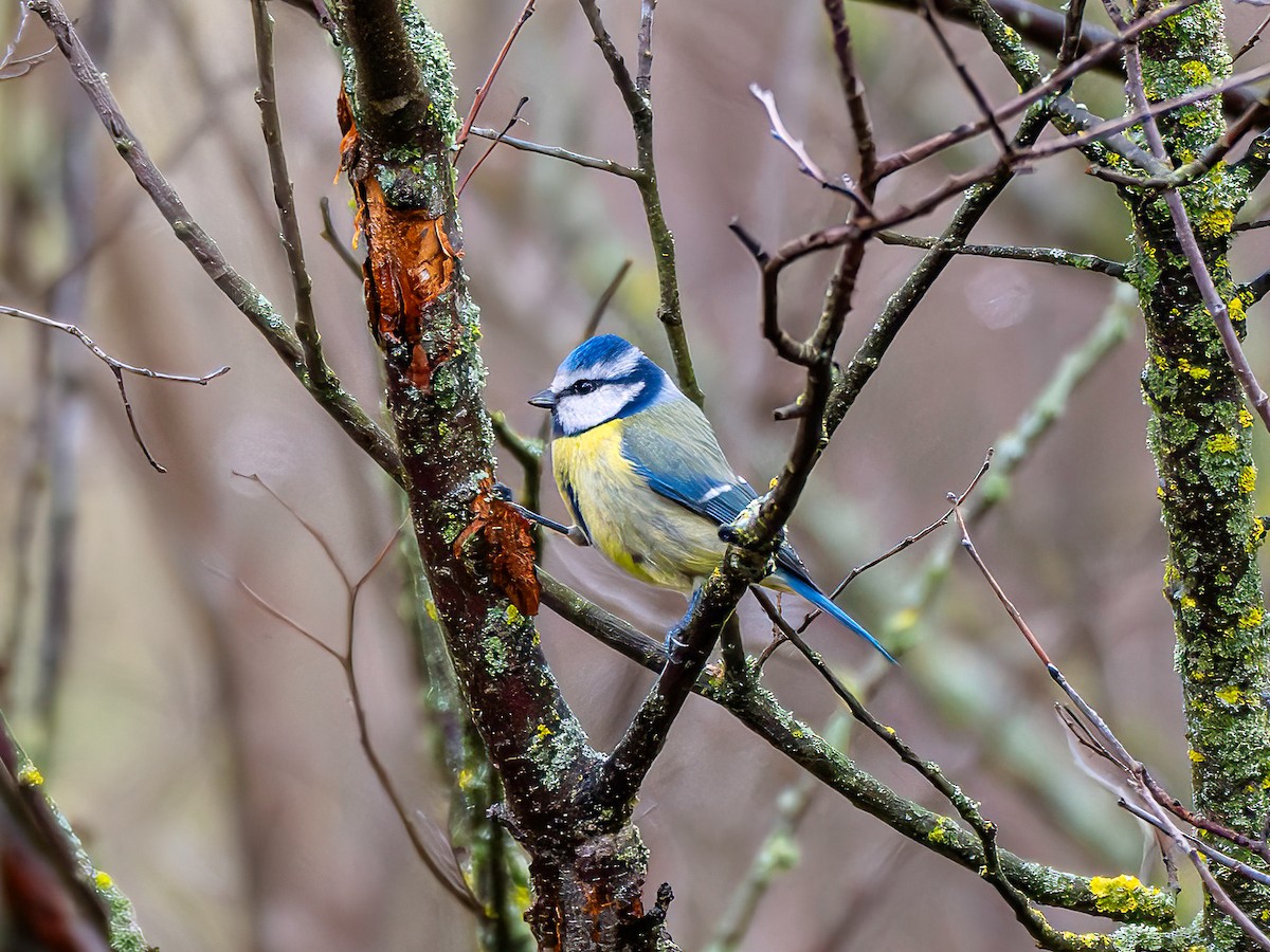 sýkora modřinka - ML647185373