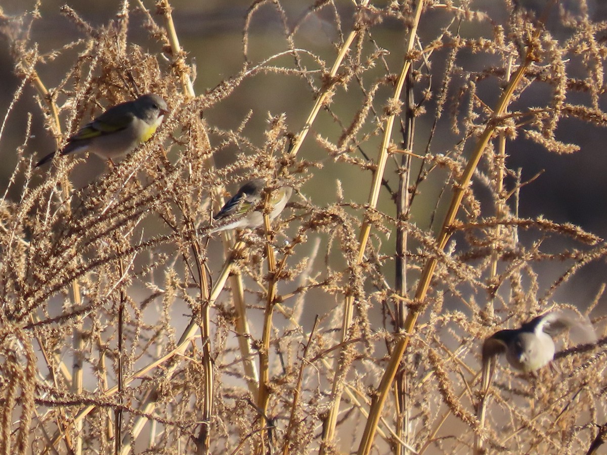 Масковый чиж - ML647185375