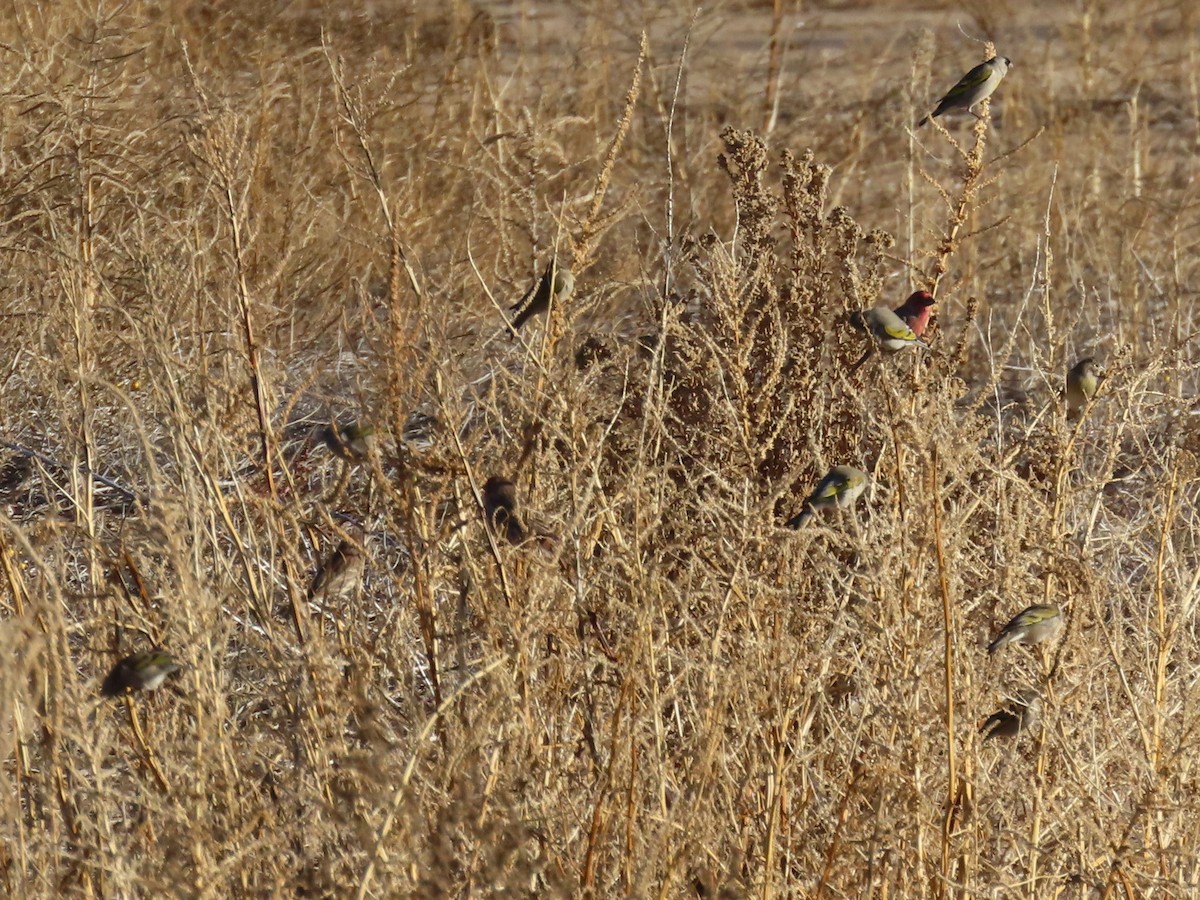 Масковый чиж - ML647185376