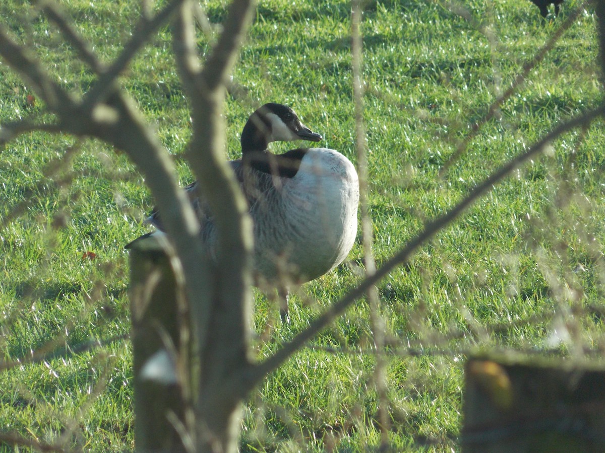 berneška velká - ML647185384