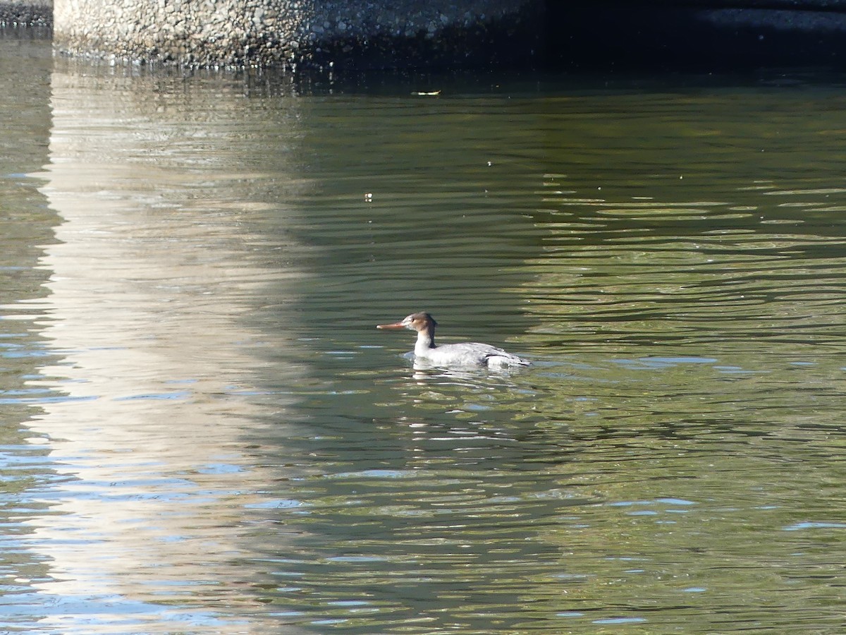 Red-breasted Merganser - ML647185393