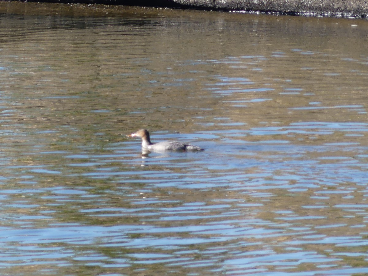 Red-breasted Merganser - ML647185394