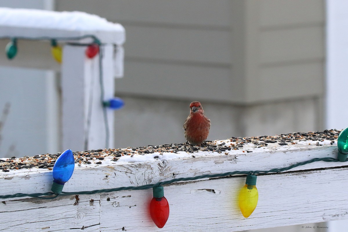 House Finch - ML647185400